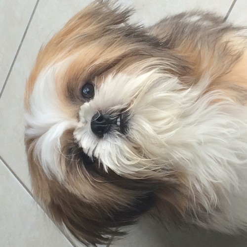 Shih tzu